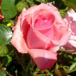 Roseblüte im Garten
