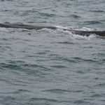 Whale-Watching Kaikoura