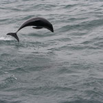 Whale-Watching Kaikoura