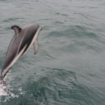 Whale-Watching Kaikoura