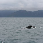 Whale-Watching Kaikoura