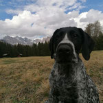 Zeus von der Hofmark, Mai 2023 im Grödner Tal, Dolomiten