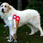 Echo de'Chien Bianca - Baltic Winner 2013, Winter Cup Winner 2013, Best female in Estonian Specialty show 2013, 1 CAC away compleating her Estonian and Latvian Champion title