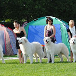 kennel Echo de'Chien: Matu, Neesu, Bella and Bianca