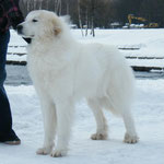 Echo de'Chien Bewitched - Belarus & Lithuanian Champion, Lithuanian Winner 2013, 3xCACIB