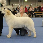 Echo de'Chien Bellatrix - Estonia, Lithuania, Finnish Champion, Tallinn Winner 2013, Finnish Winner 2013,  3xCACIB. Photo by Chenespace