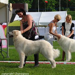 Echo de'Chien Bellatrix - Estonia, Lithuania, Finnish Champion, Tallinn Winner 2013, Finnish Winner 2013,  3xCACIB