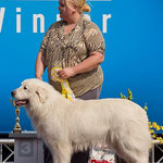 Lumienkelin Amatsoni - Estonian Veteran Champion, Estonian Veteran Winner 2013 + BIS Veteran 3rd in Estonian Winner show and BIS Veteran 1 in Estonian Speciality show 2013