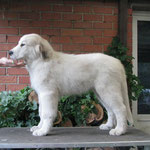 Echo de'Chien Cruise - available (male)