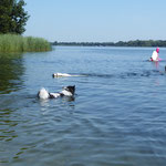 .... und schwimmt zu uns!