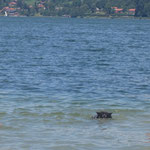 Karo kann schwimmen - aber nur, wenn sie muss!! (07.08.2017 am Tegernsee)