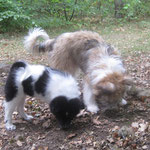 Karo und Caatje (Candice vom Sennesee)  ...........