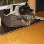31.10.2015: Platz ist in der kleinsten Hütte: Tiger und Karo