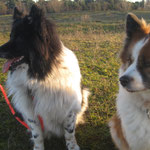 25.01.2016: Karo und Bina im Mainzer Sand