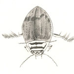 Acilie sillonnée