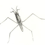 Gerris