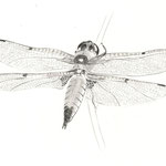 Libellule