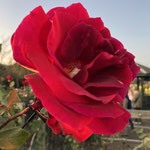 神奈川県立花と緑のふれあいセンター「花菜ガーデン」風ぐるま迷図（香りの高いバラのエリア）2021年11月13日撮影