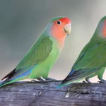 Rosy-faced Lovebird CAMP MARA