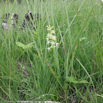 Zweiblättrige Waldhyazinthe (Platanthera bifolia); RL SN 2; Fundort: Feuchtheide Lauta; Foto: Antje Weiß