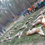 Drückjagd in Torgelow-Pasewalk (D), Strecke 12.11.:  10 Rotwild, 1 Damwild, 11 Schwarzwild, 8 Rehwild, 4 Fuchs