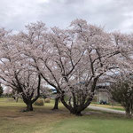 満開の桜：花曇りでした！