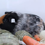 Meerschweinchen Ausstellung 