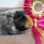 Meerschweinchen Glatthaar Buntschimmel schwarz rot 