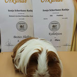 3. Bestes Sheltie/ 2. Beste Kollektion Sheltie rot-weiß 