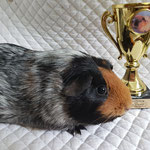 Meerschweinchen Erfolge