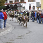 Einzug der Tiere