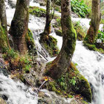 Nationalpark Plidvice - zahllose kleine und große Wasserfälle
