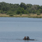 Botswana Moremi Game Reserve 