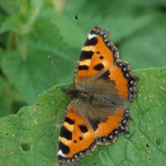 Schmetterling