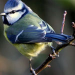 Blaumeise