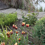 Die ersten Tulpen sind verblüht und die nächsten öffnen Ihre Blüten im Mai