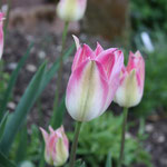 Die letzte Tulpe im Mai fängt mit grünlichen Knospen an und wird dann weiss-rosa