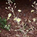 Neuzugang- Jochlilie (Zigadenus) kleine süsse Blüten, aber giftig
