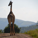 Giraffe, Hluhluwe Umoflozi Game Reserve, Zuid Afrika
