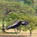 Secretarisvogel, Drakenbergen, Zuid Afrika
