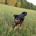 Laika, am liebsten mit Ball