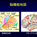 脳機能地図