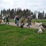 wieder eine große Gruppe Hunde und Menschen unterwegs