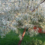 Blüte von Russischen Olivenbaum