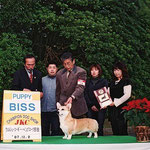 2007 ウェルシュ・ コーギー・ペンブローク部会展 PUPPY BISS