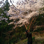 光を浴びると桜の花はいっきに華やぎます