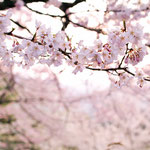 エドヒガンという種類の桜　花はやや小ぶりですね