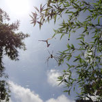 竹やぶの蜘蛛の巣