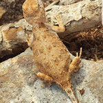 Weibchen