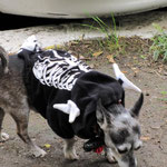 modischer Hund!!!
